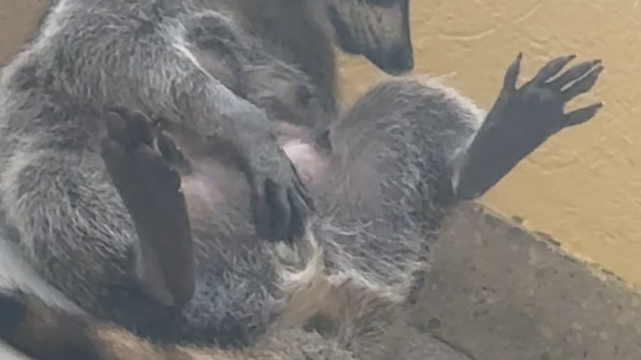 Not So Innocent Raccoon