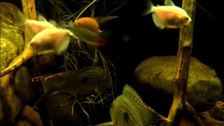 Underwater in my Amazon River in my Basement