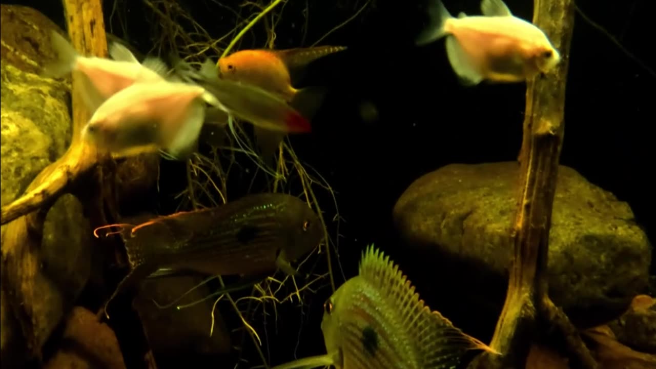 Underwater in my Amazon River in my Basement