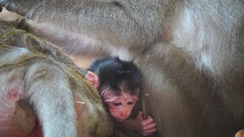 News Today, Monkey ANNA Just Gave A Birth