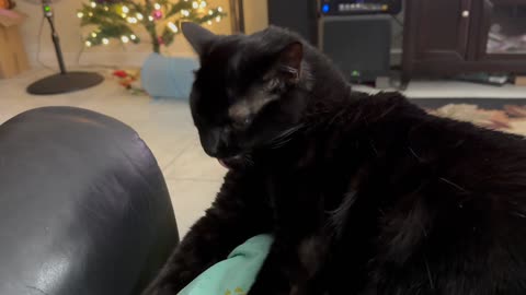 Cute Precious Piper Washes Herself on My Lap - My Adopted Shelter Cat Vlog