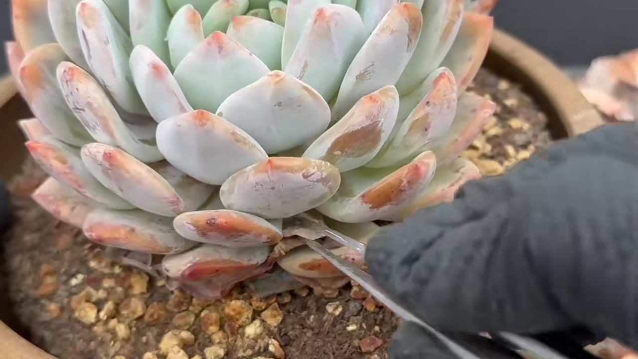 Cleaning the Mexican snowball tree