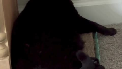 Cute Precious Piper Looks Sweet on Her Tuffet - My Adopted Shelter Cat Vlog. #shorts