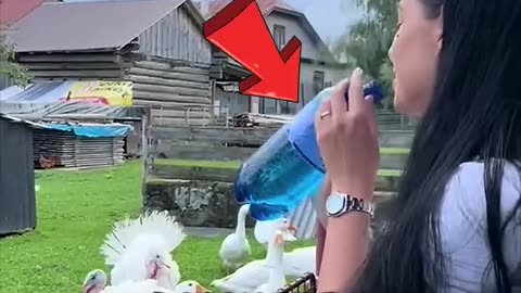 When You Attempt Small Talk With Turkeys