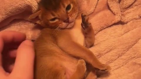 Cute cat video