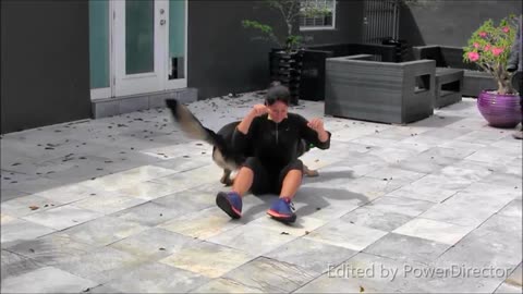 How to train your dog easy and fast