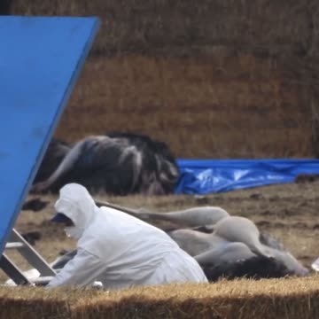 CFIA putting on a show with their PPE on for healthy non contagious Ostriches they massacred