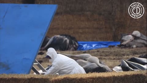 CFIA putting on a show with their PPE on for healthy non contagious Ostriches they massacred