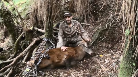 Exciting red deer hunt with the bow