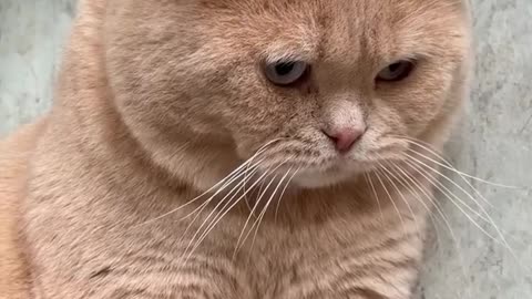 Cute and adorable cat 😘😘