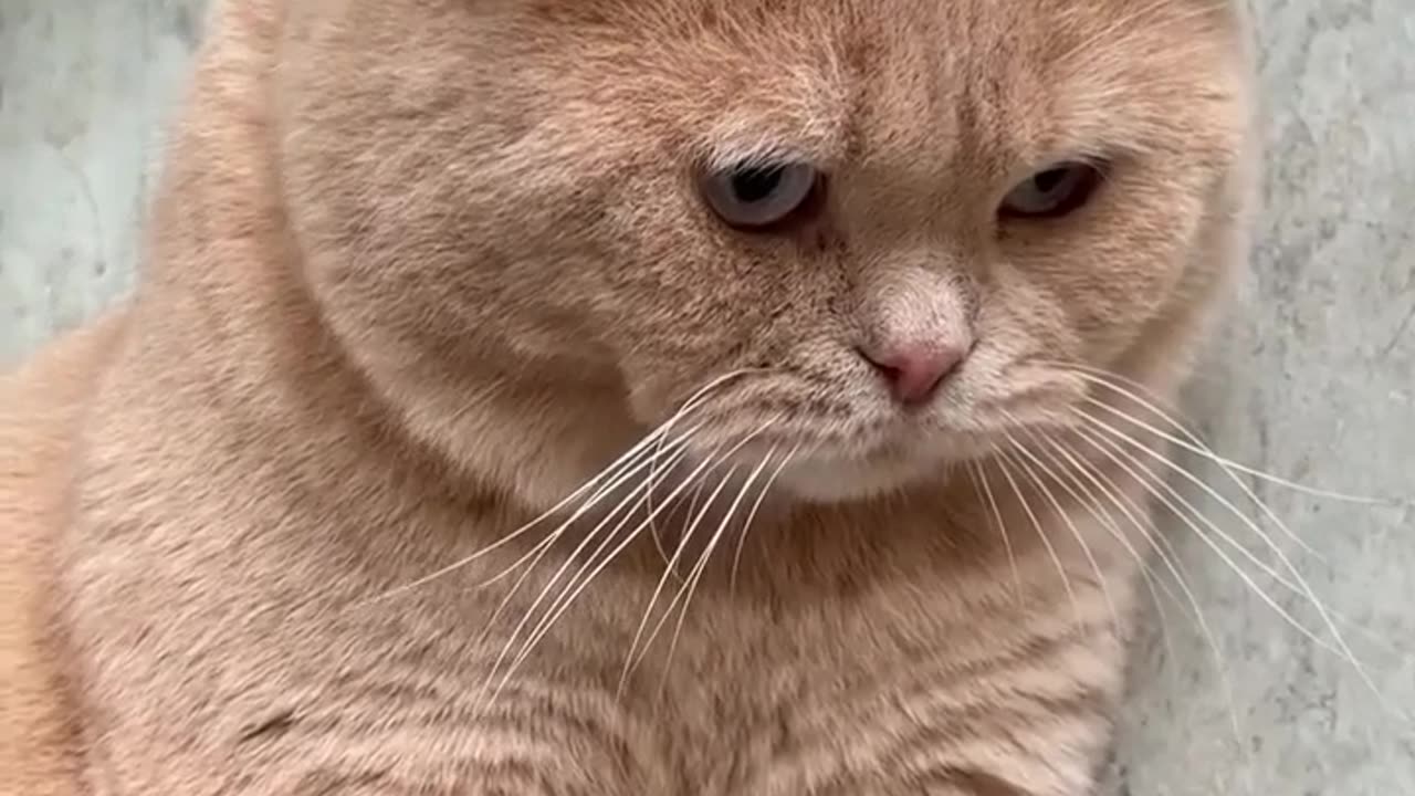 Cute and adorable cat 😘😘