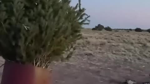 Shooting a Christmas tree out of a cannon