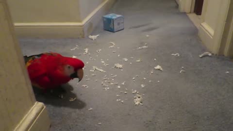 🤣 BAD BIRD MAKES MESS AFTER GIRL CLEANED