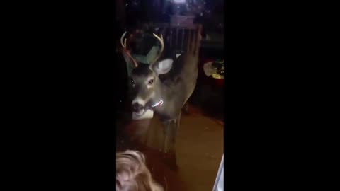 Daddy Goat 24/7 - Out Of Context Memes & Videos