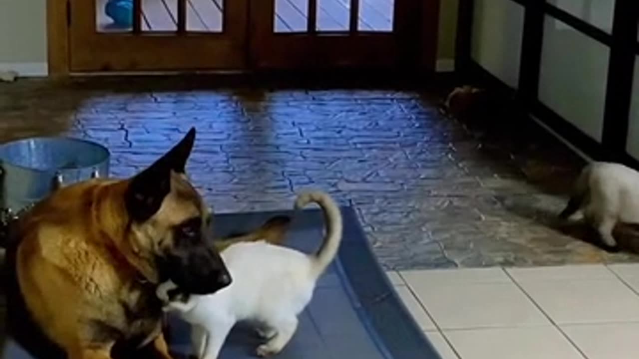 Tomkah & Princess - Malinois & Siamese