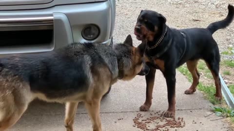 Aggressive one year old rottweiler challenges alpha German Shepherd