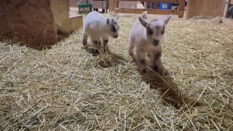 Baby Goat Zoomies