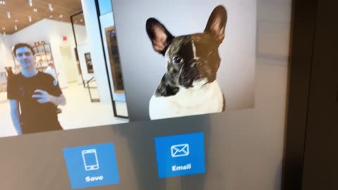 AKC Museum of the Dog 4 (Manhattan, 2019)