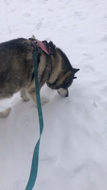 Wednesday February 12, The Lord is my strength.