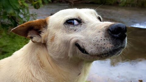 FUNNIEST Animal Videos That Make Us Laugh Uncontrollably in 2025 😂