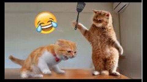 Funny Cats And Dogs