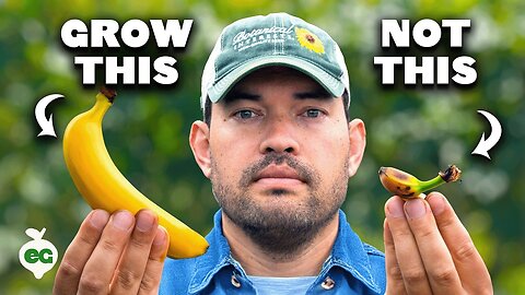 How to Grow Bananas at Home: Expert Gardening Tips for Thriving Banana Plants Anywhere!