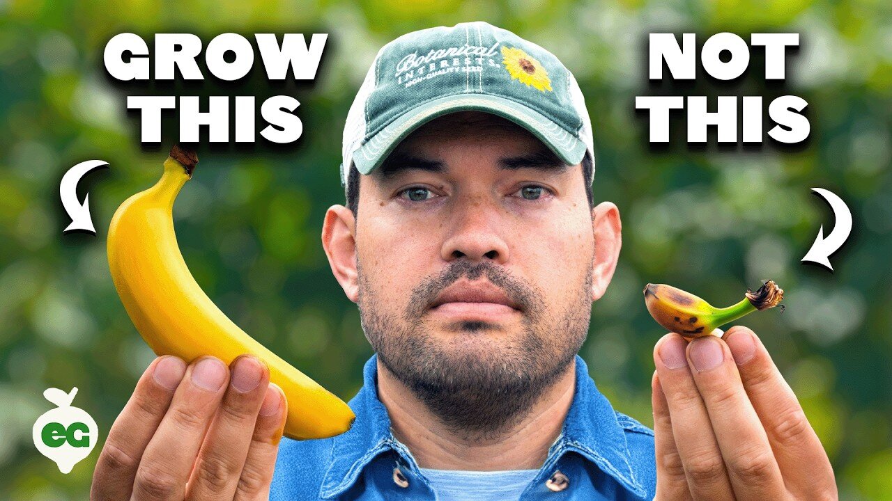 How to Grow Bananas at Home: Expert Gardening Tips for Thriving Banana Plants Anywhere!