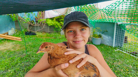 My Heritage Chicks & How My Hen Almost Died