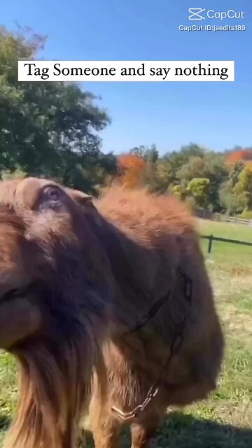 funny video forage 2025