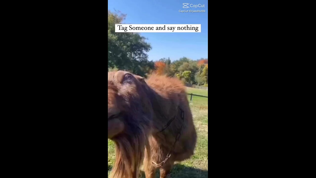 funny video forage 2025