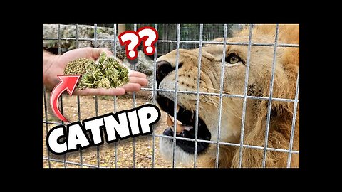 DO BIG CATS LIKE CATNIP LIONS, TIGERS, LEOPARDS, JAGUARS !!