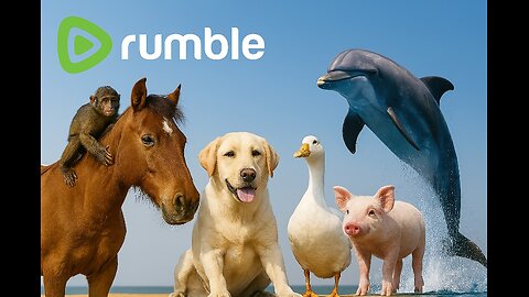 Dolphin Horse Brown Horse Dog Pig