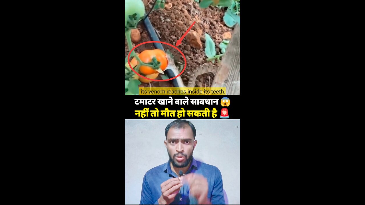 🍅 टमाटर खाने वाले सावधान वरना मौत हो सकती है 😱 #tomato #knowledge #live #viralreels #motivation