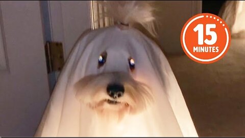 FUNNY Pets Reenacting Horror Movies 🤣 _ Best Halloween Compilation