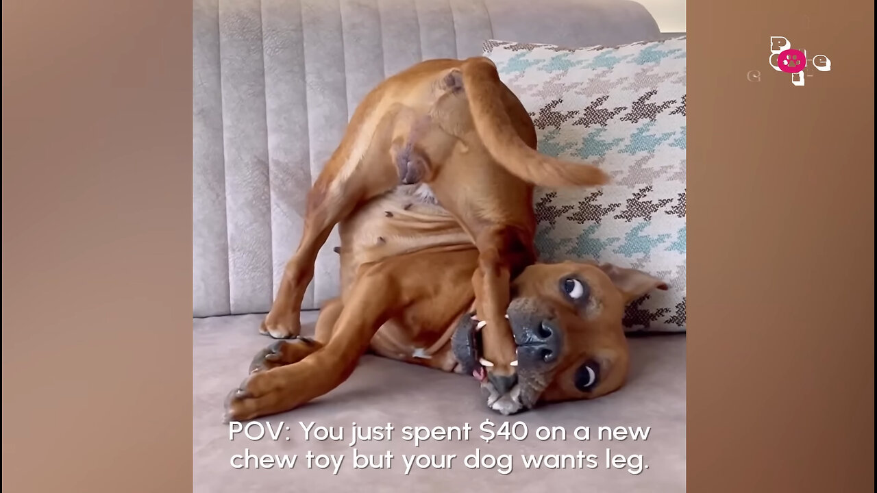 The FUNNIEST Pet Videos of the year! BEST Compilation