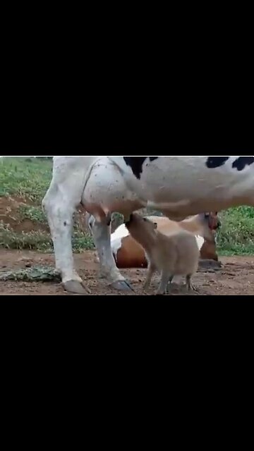 Capybara Discovers Infinite Money Hack🐹💰