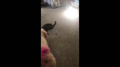 The Battle of the Dog and Cat