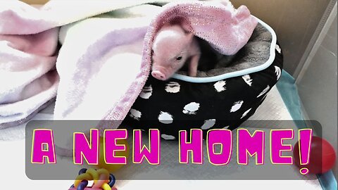 NEWBORN Piglet gets a new HOMR!