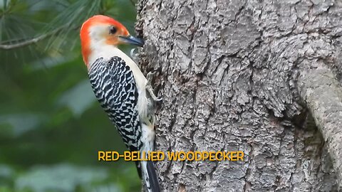 Male & Female Red-bellied Woodpeckers