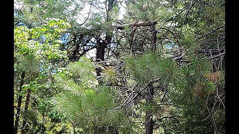 Giant marker tree by monster squatch