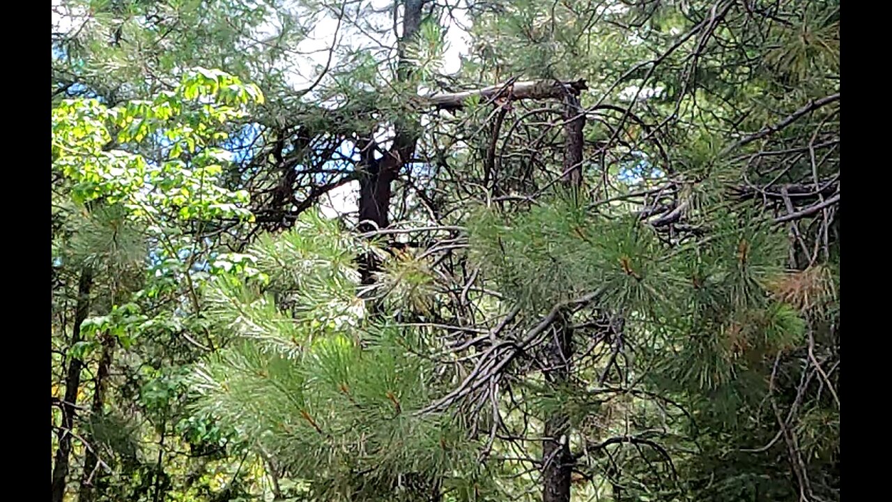 Giant marker tree by monster squatch