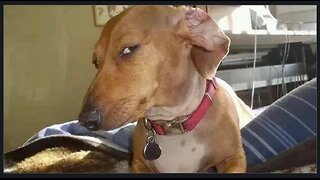 Oregon Wants I.C.E. Out. I think That's What He Said 🤣