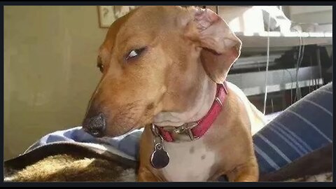 Oregon Wants I.C.E. Out. I think That's What He Said 🤣