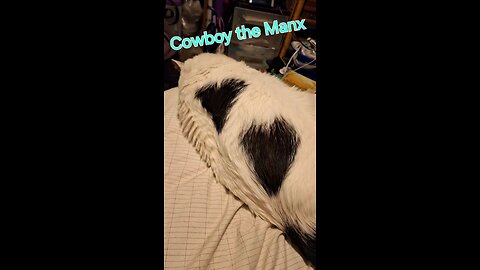 Cowboy the Manx: Love mew!