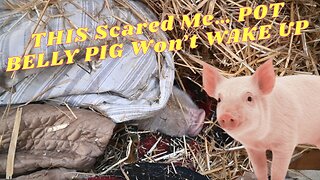 WHEN You're POT Belly PIG Doesn't WAKE Up!
