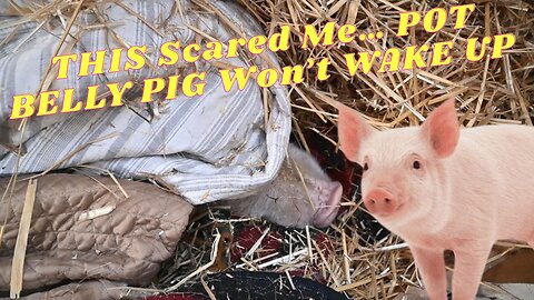WHEN You're POT Belly PIG Doesn't WAKE Up!