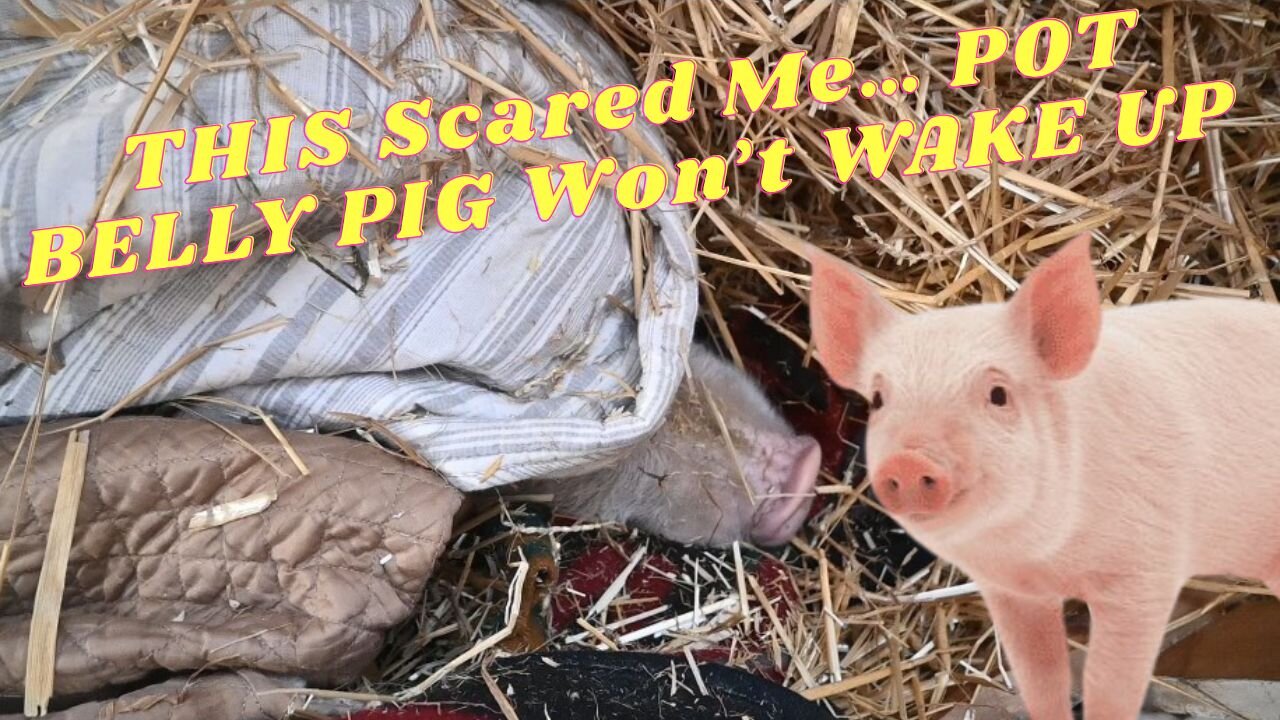 WHEN You're POT Belly PIG Doesn't WAKE Up!