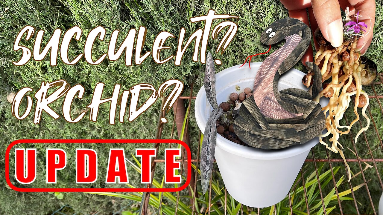 Oeceoclades spathulifera Orchid or Succulent? Tips for Success in Different Climates #ninjaorchids