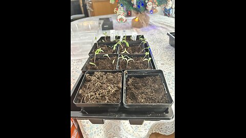 Transplanting seedlings