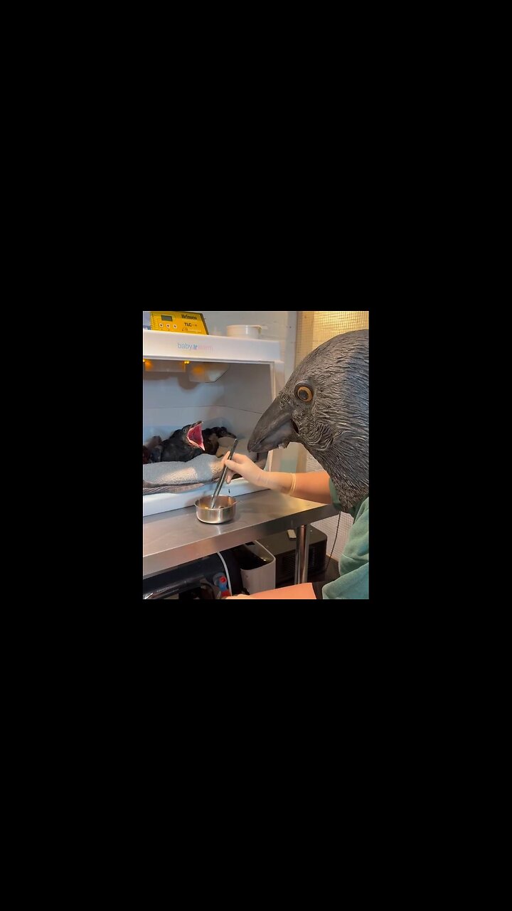 How orphaned ravens are fed to keep them wild before release